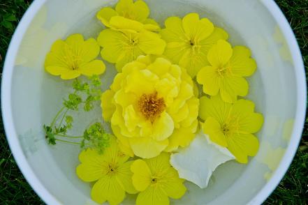 Image of Yellow flowers and citrine in quarz singing bowl